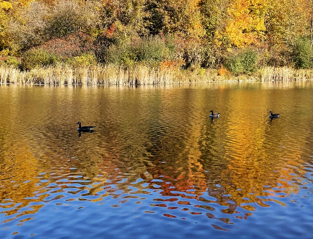 Beaver pond - Kanata